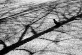 a crow on shadow