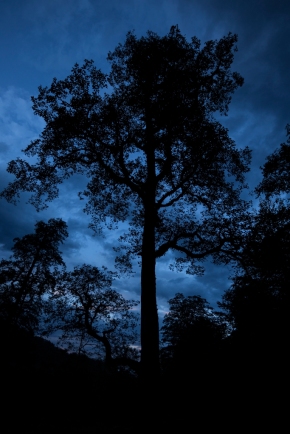 a tall tree, jungle, west mazandaran